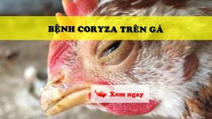 Bệnh Coryza Trên Gà