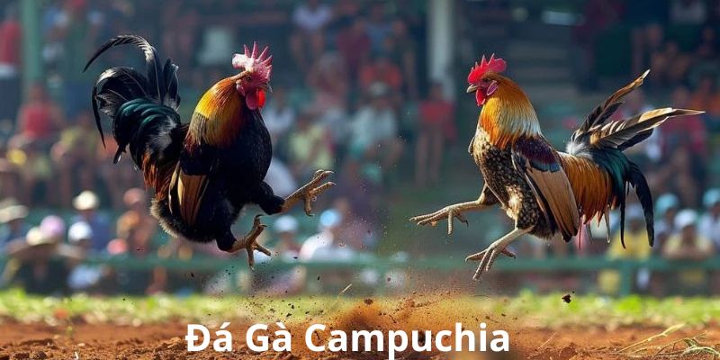 Đá gà campuchia là trò chơi cá cược hấp dẫn rất được yêu thích 