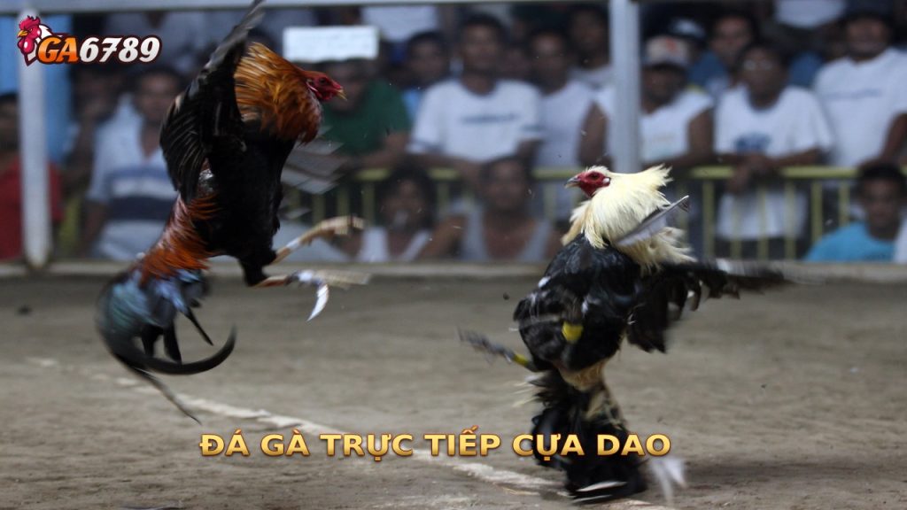 Đá gà trực tiếp cựa dao mang lại không khí sôi động