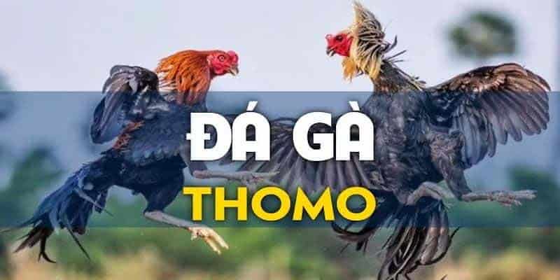  Đá gà trực tiếp Thomo là một trò chơi được rất nhiều kê thủ yêu thích 