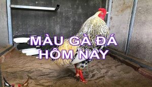 Hôm nay đá gà màu gì mạnh