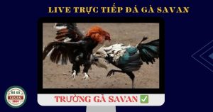 Trường gà Savan - Top đầu những trường gà uy tín hiện nay