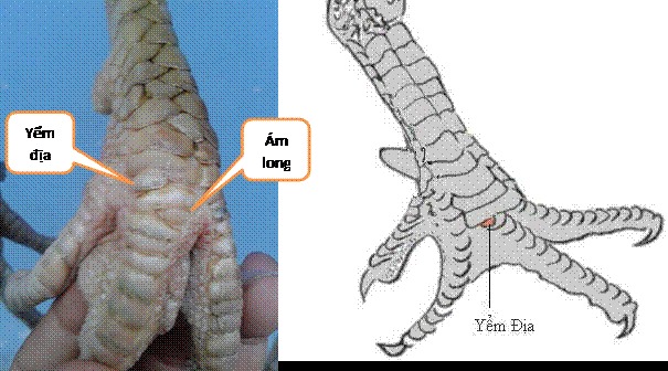 Vảy ám long là đặc điểm quý hiếm ở các chiến kê