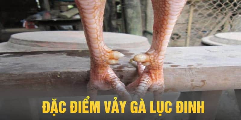 Gà có vảy lục đinh được đánh giá cao về sức mạnh, sự dẻo dai